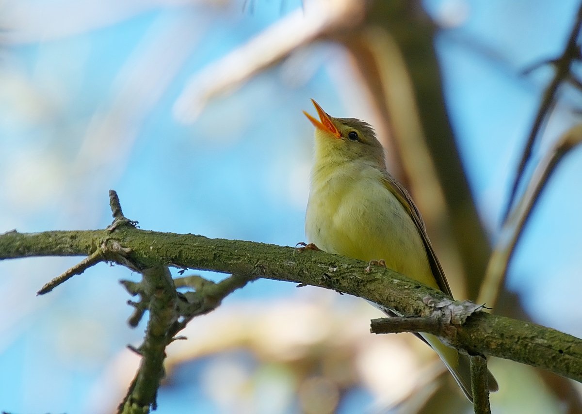 Spotvogel (Hippolais icterina)