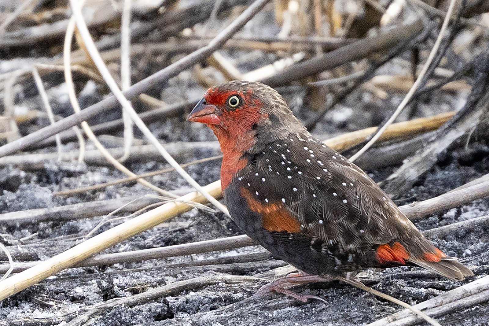 Sprinkhaanastrild (Paludipasser locustella)