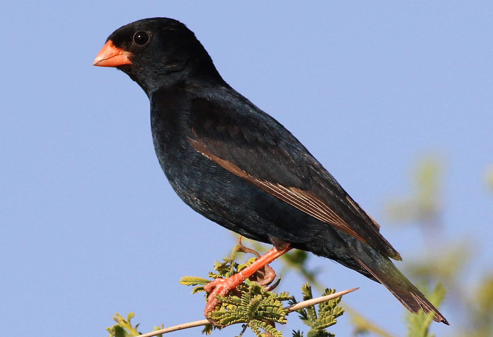 Staalvink (Vidua chalybeata)
