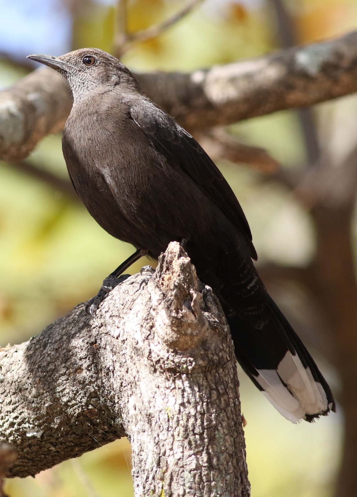 Steenspringer (Pinarornis plumosus)