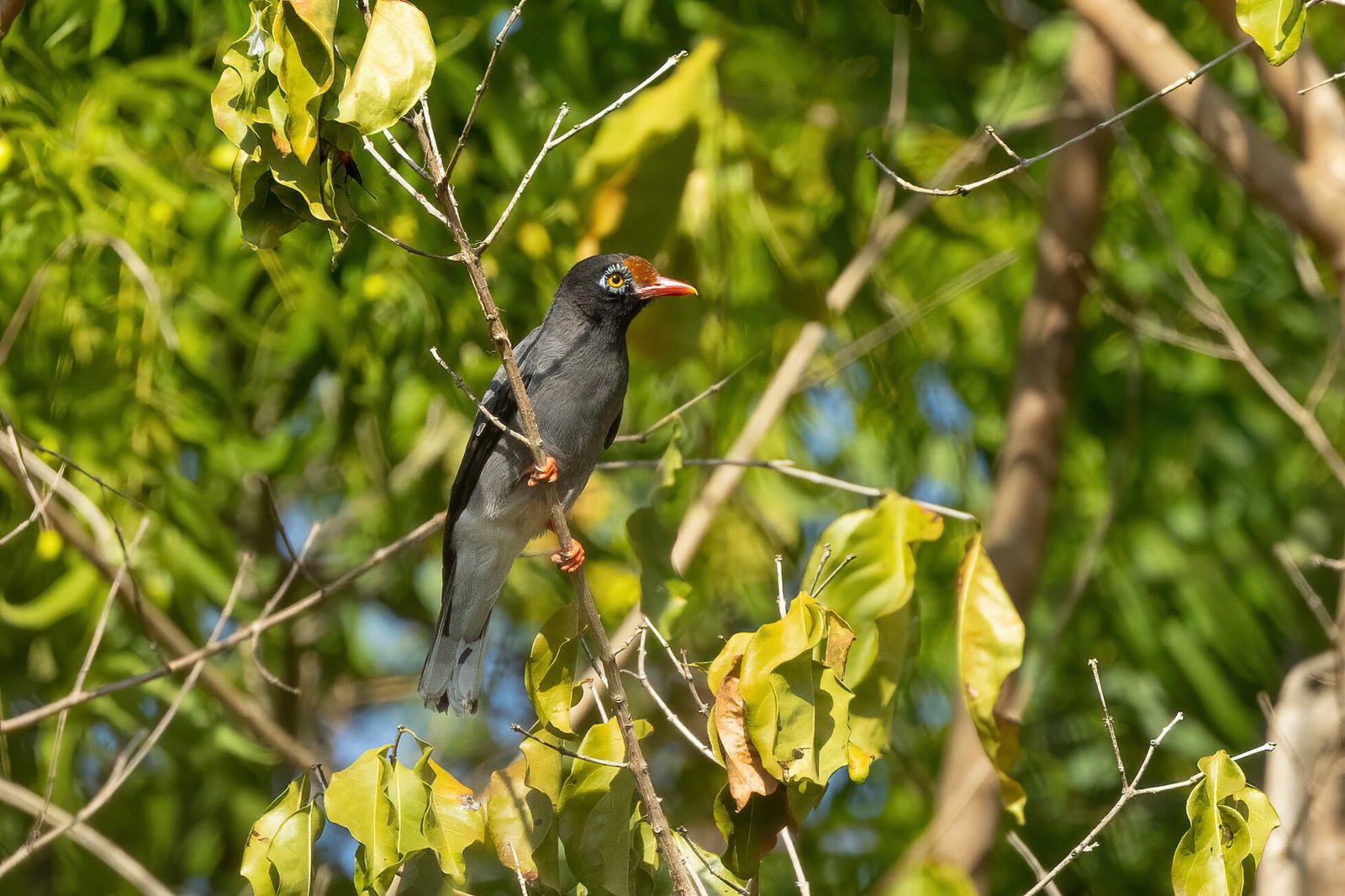 Stekelkopklauwier (Prionops scopifrons)