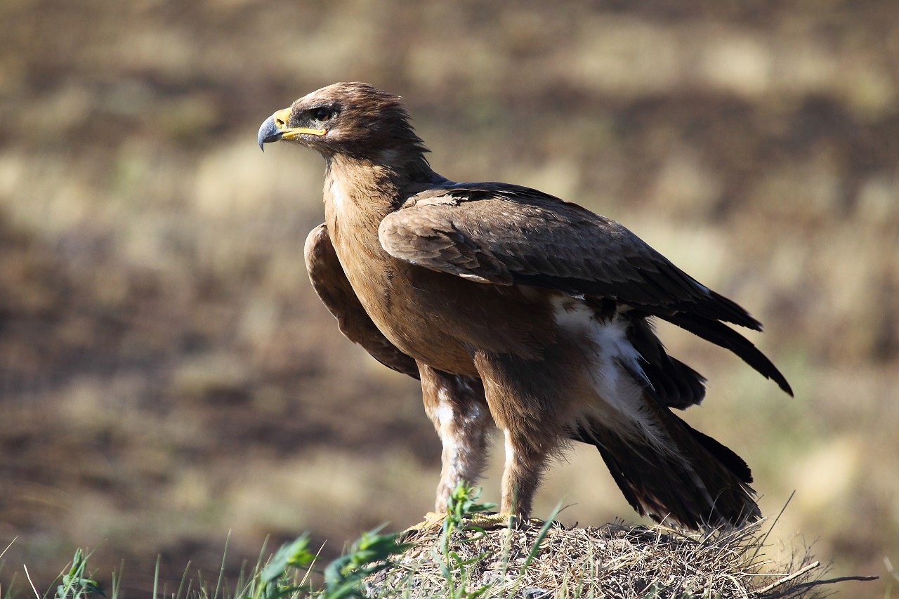 Steppearend (Aquila nipalensis)