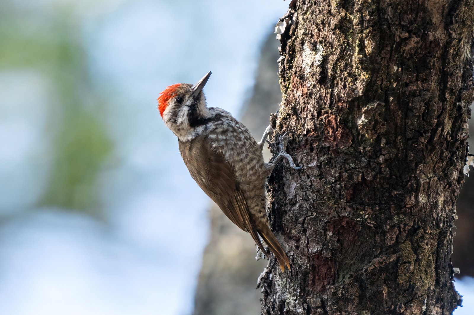 Stierlings specht (Dendropicos stierlingi)