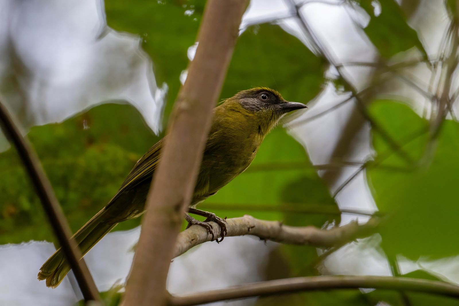 Streepkopbuulbuul (Arizelocichla striifacies)