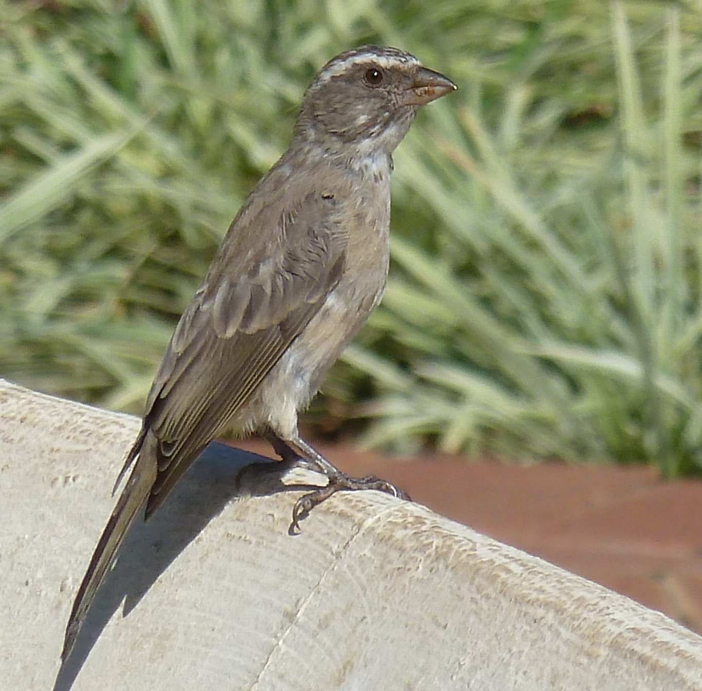 Streepkopkanarie (Crithagra gularis)