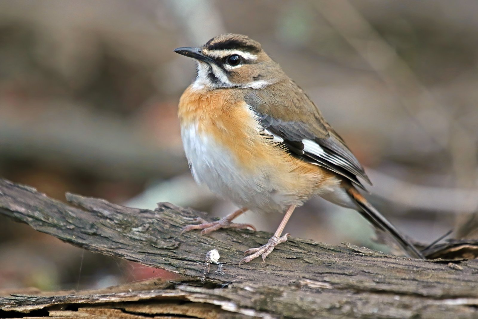 Streepkopwaaierstaart (Tychaedon quadrivirgata)