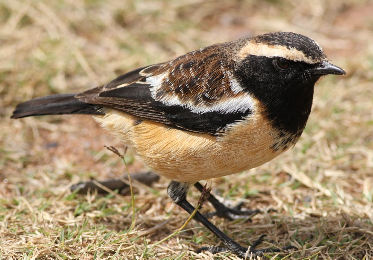 Streeptapuit (Campicoloides bifasciatus)