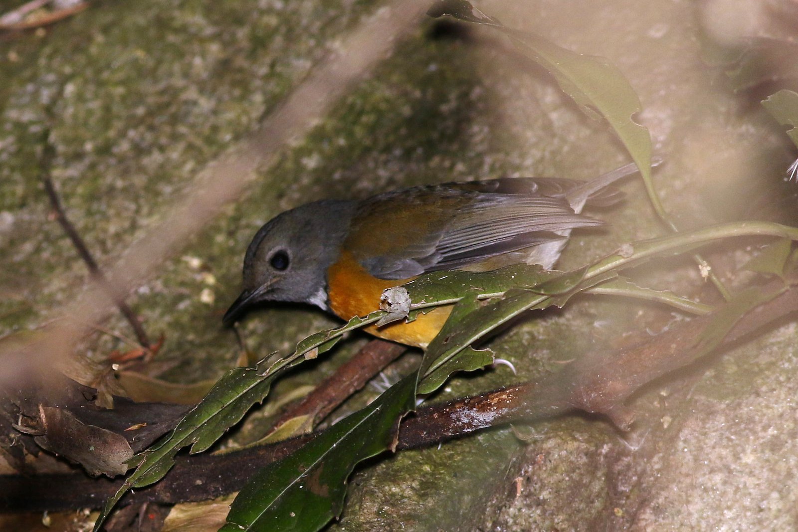 Swynnertons sterrenpaapje (Swynnertonia swynnertoni)