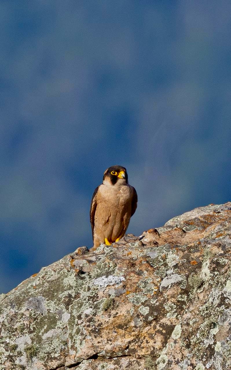 Taitavalk (Falco fasciinucha)