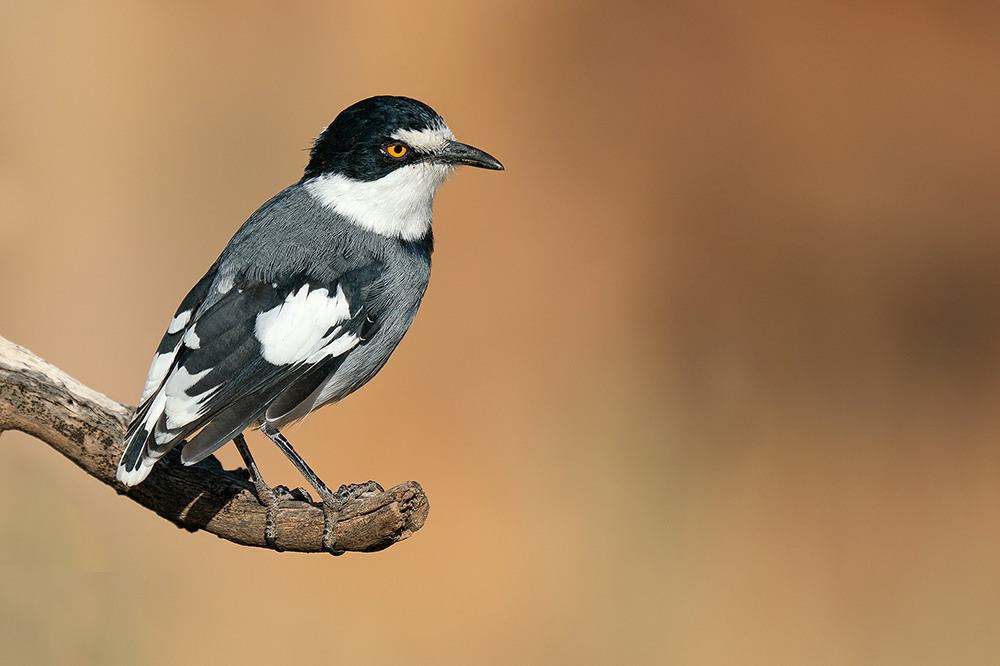 Tapuitklauwier (Lanioturdus torquatus)