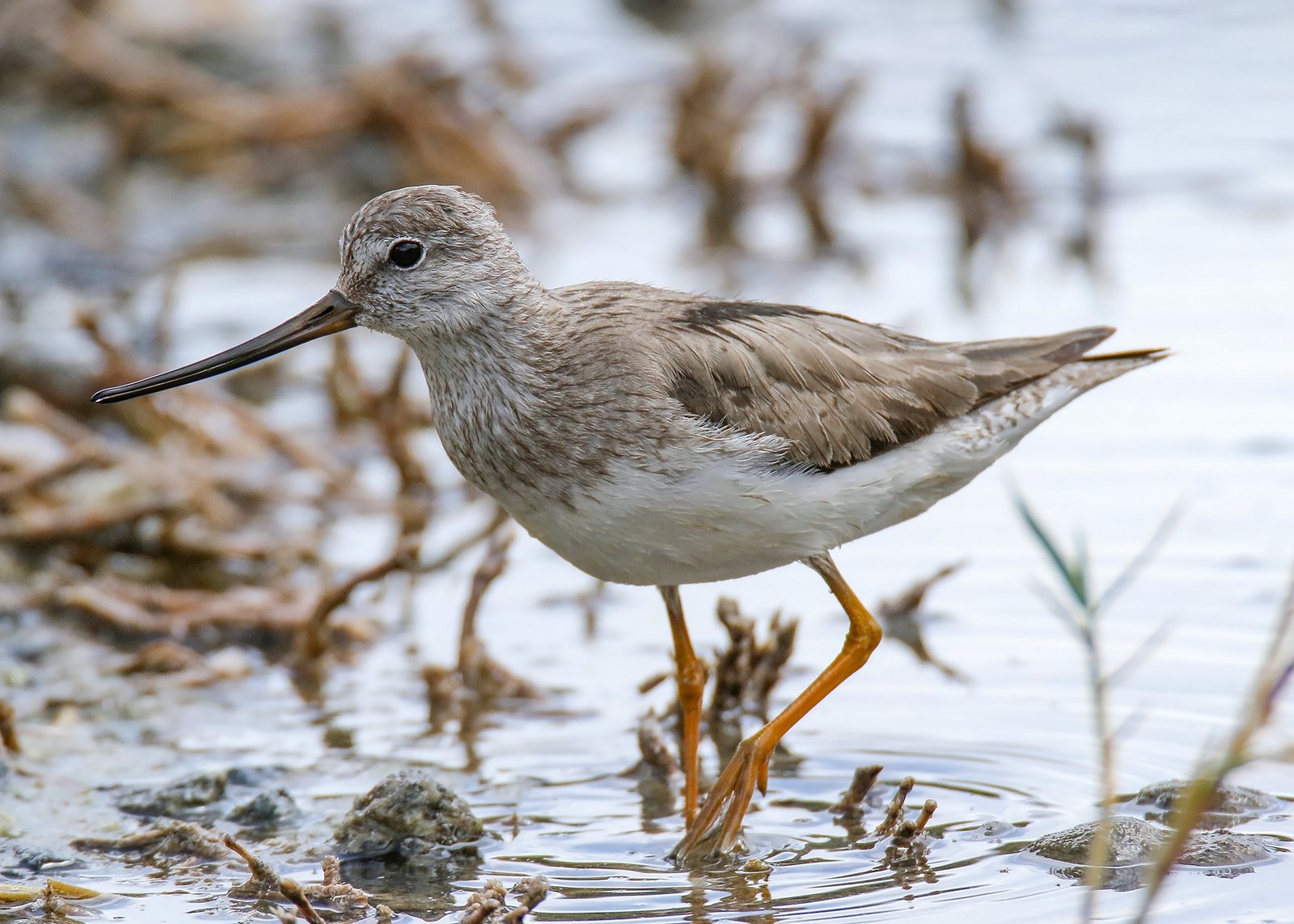 Terekruiter (Xenus cinereus)