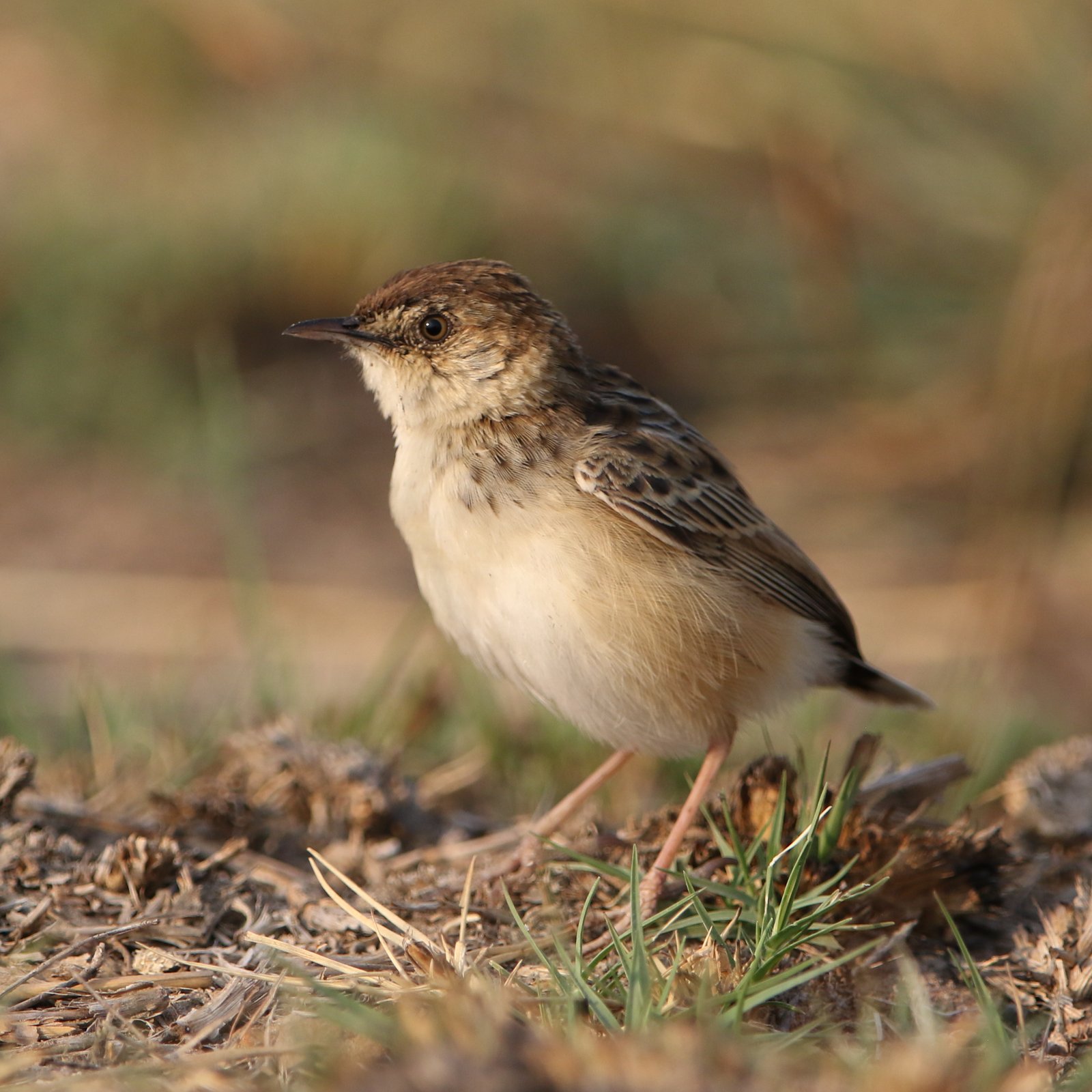 Tinktinkgraszanger (Cisticola textrix)