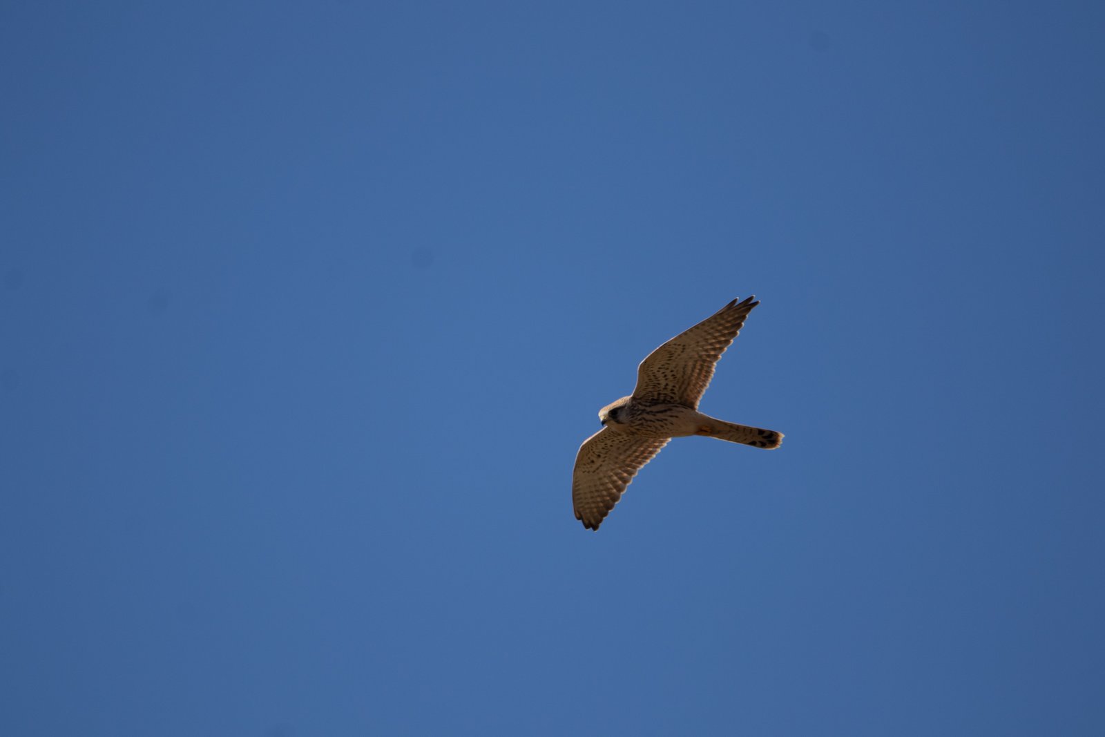 Torenvalk (Falco tinnunculus)