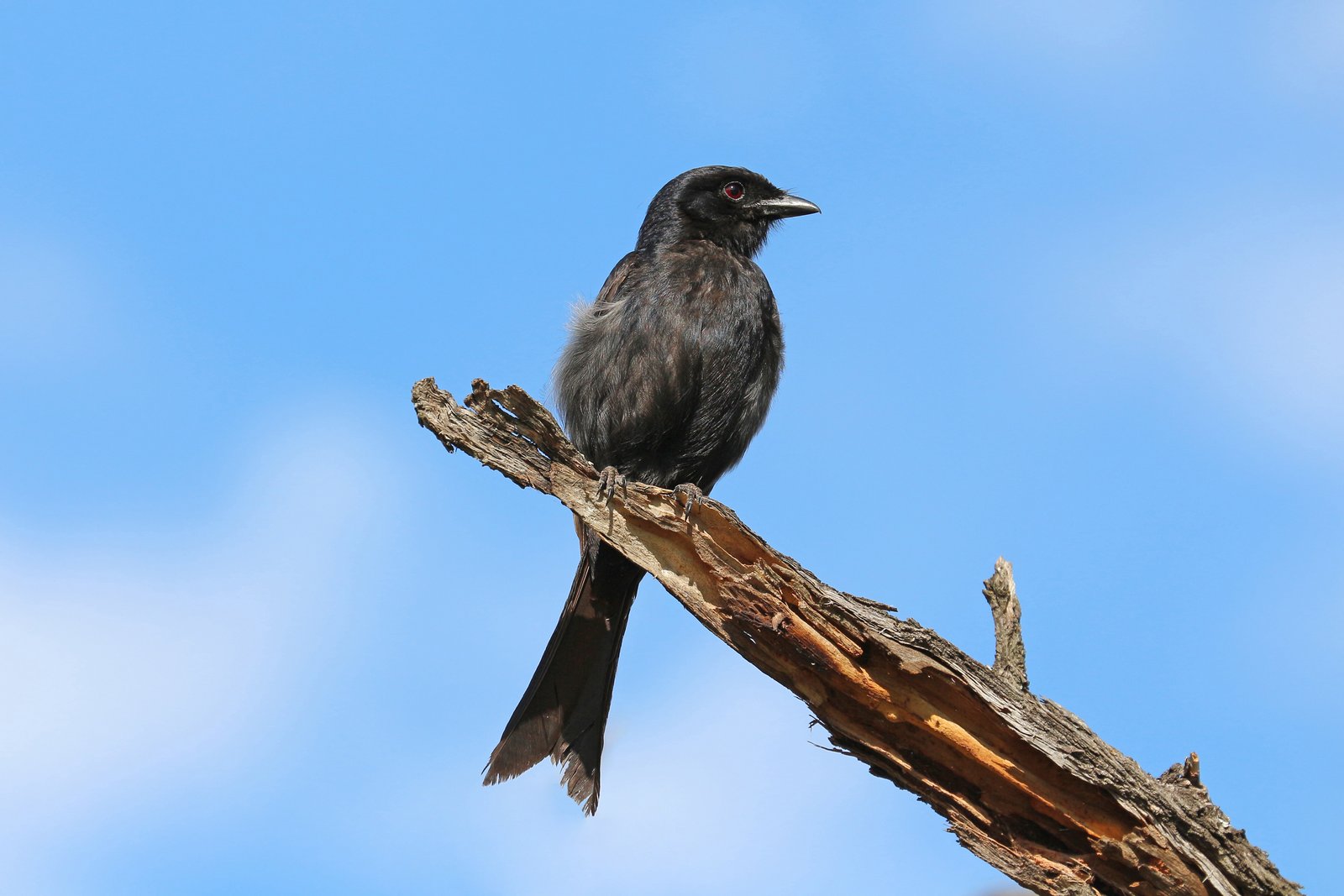 Treurdrongo (Dicrurus adsimilis)