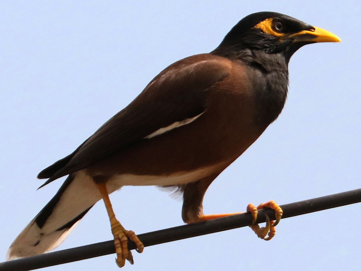 Treurmaina (Acridotheres tristis)