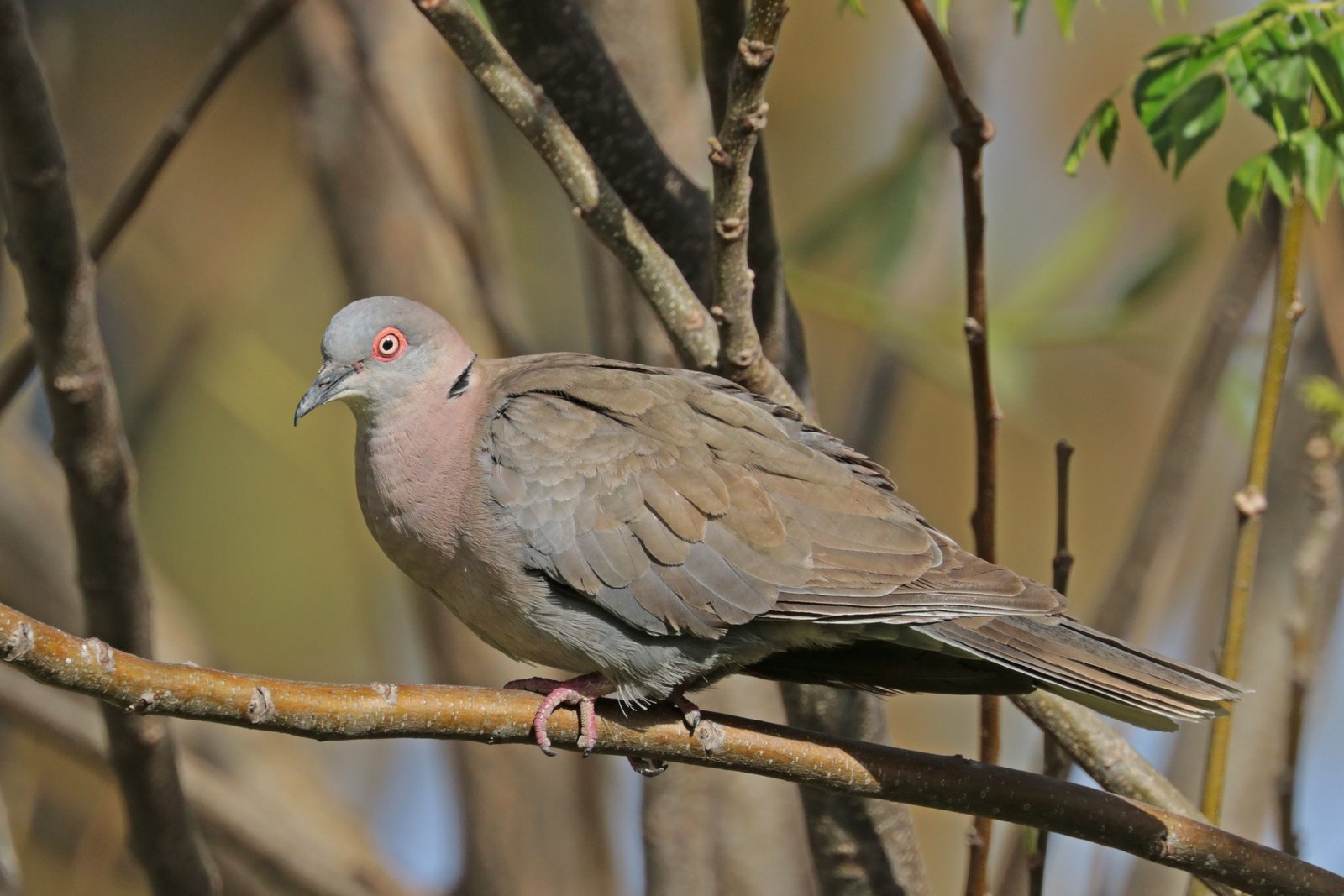 Treurtortel (Streptopelia decipiens)