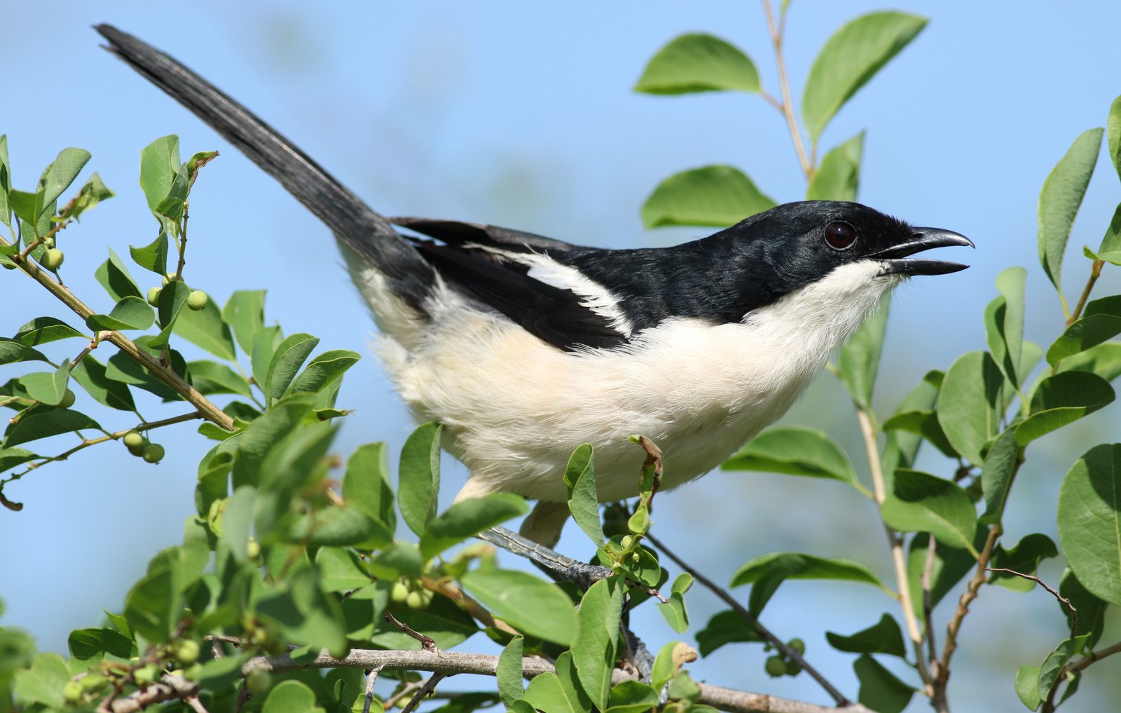 Tropische fiskaal (Laniarius major)