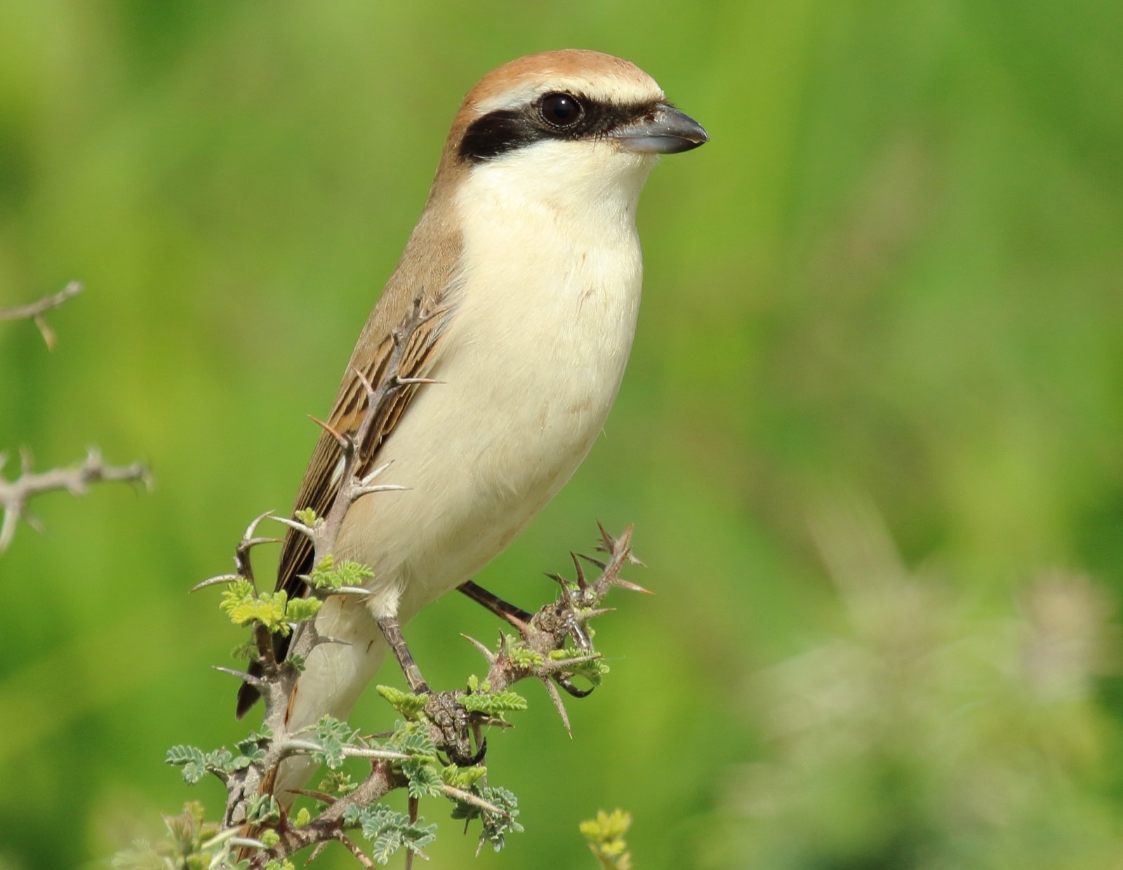 Turkestaanse klauwier (Lanius phoenicuroides)