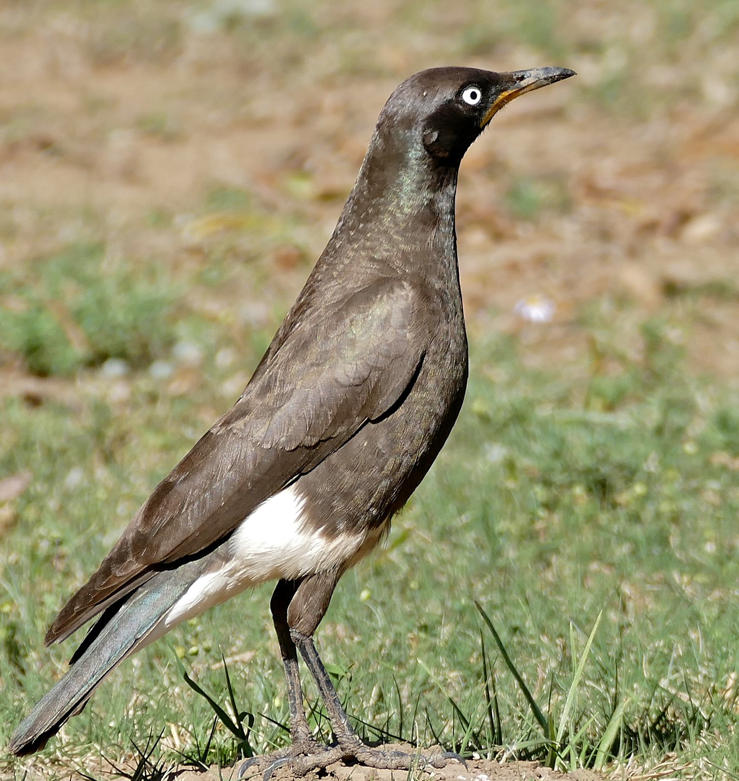 Tweekleurige glansspreeuw (Lamprotornis bicolor)