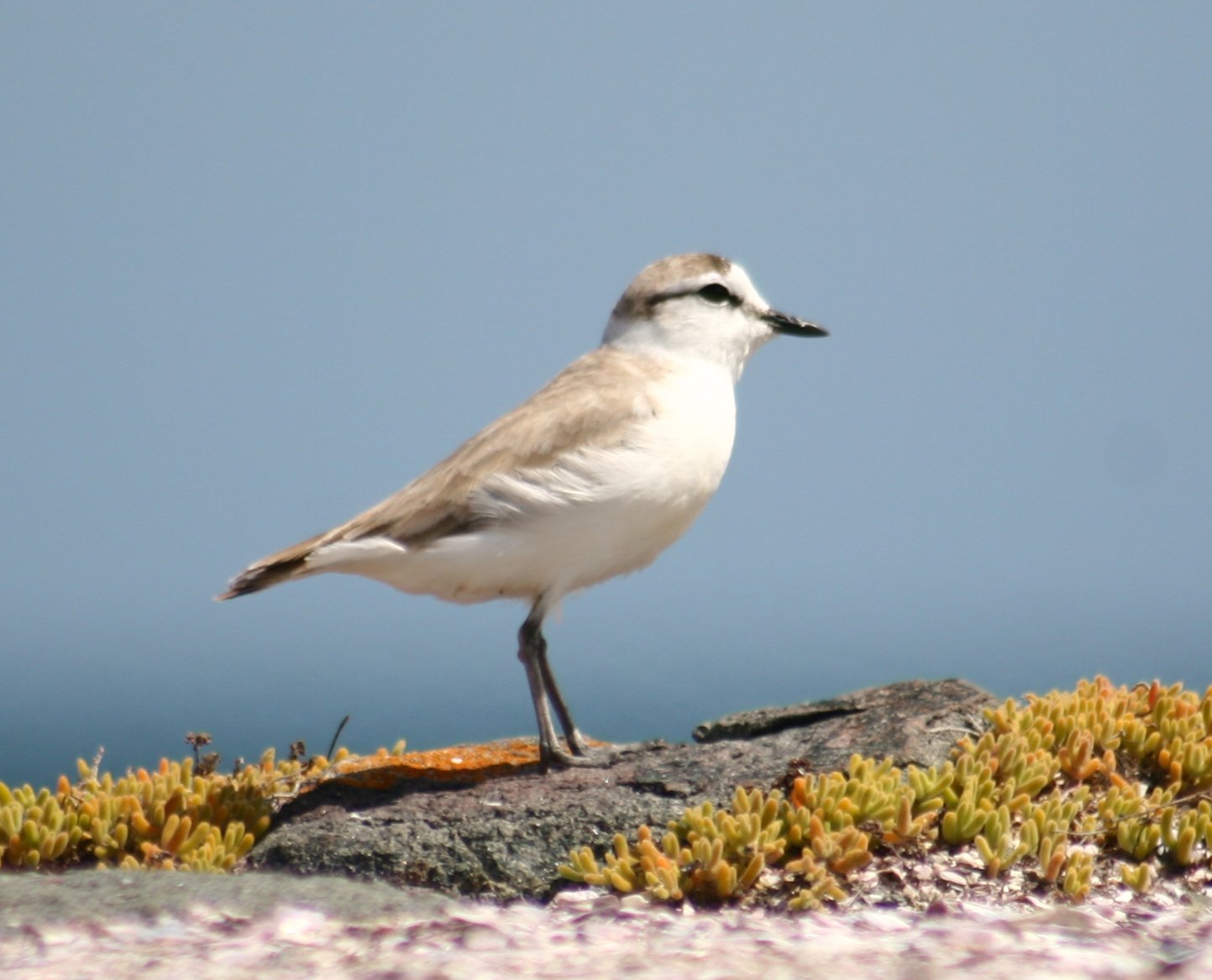 Vale strandplevier (Anarhynchus marginatus)