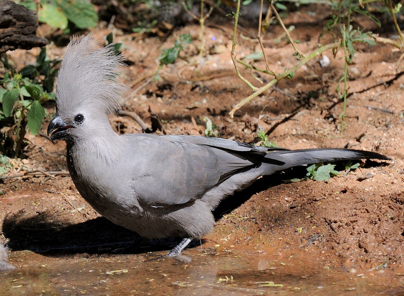 Vale toerako (Crinifer concolor)