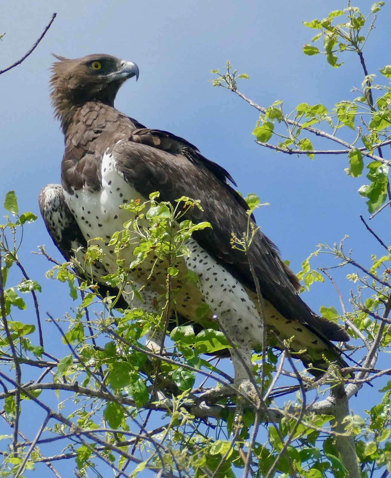Vechtarend (Polemaetus bellicosus)