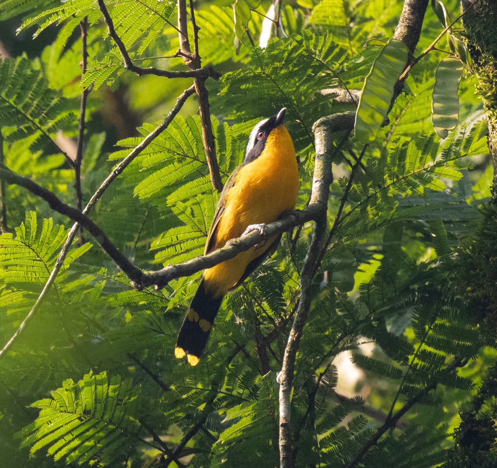 Veelkleurige bosklauwier (Chlorophoneus multicolor)