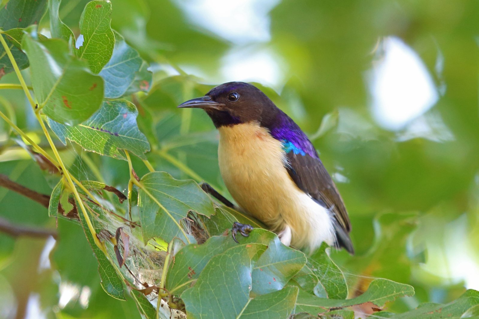 Violetrughoningzuiger (Anthreptes longuemarei)