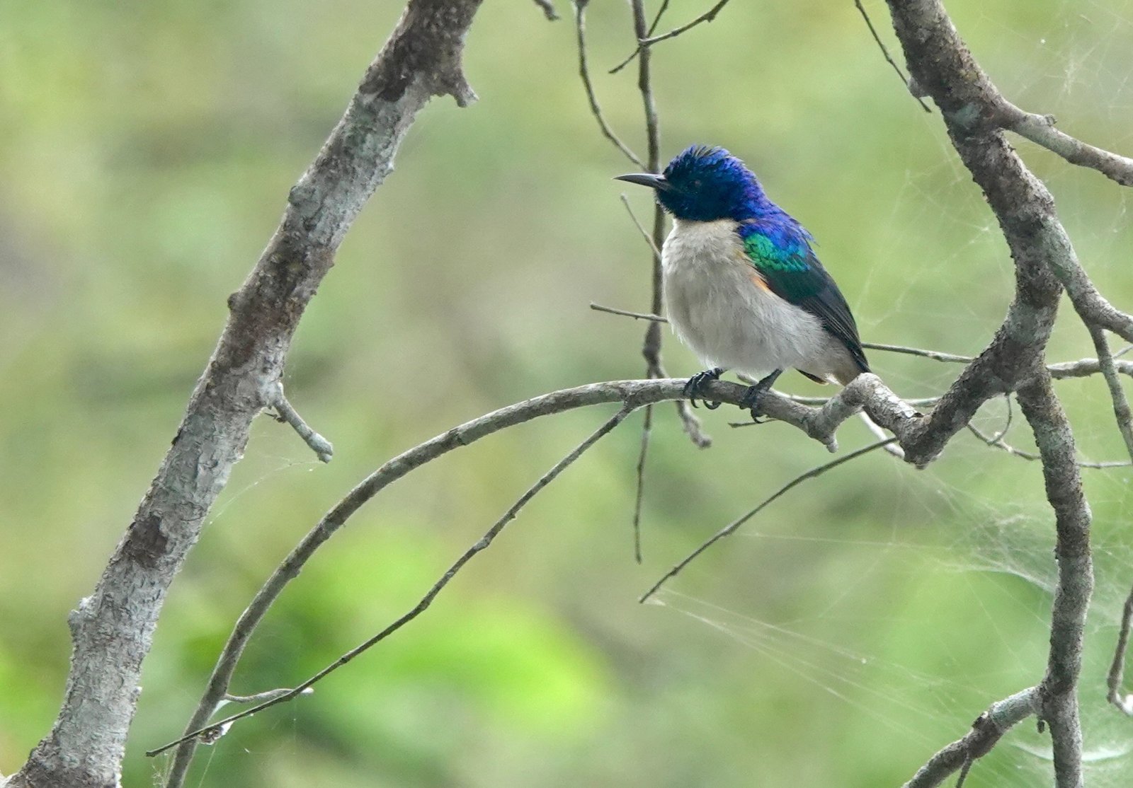 Violetstaarthoningzuiger (Anthreptes aurantius)