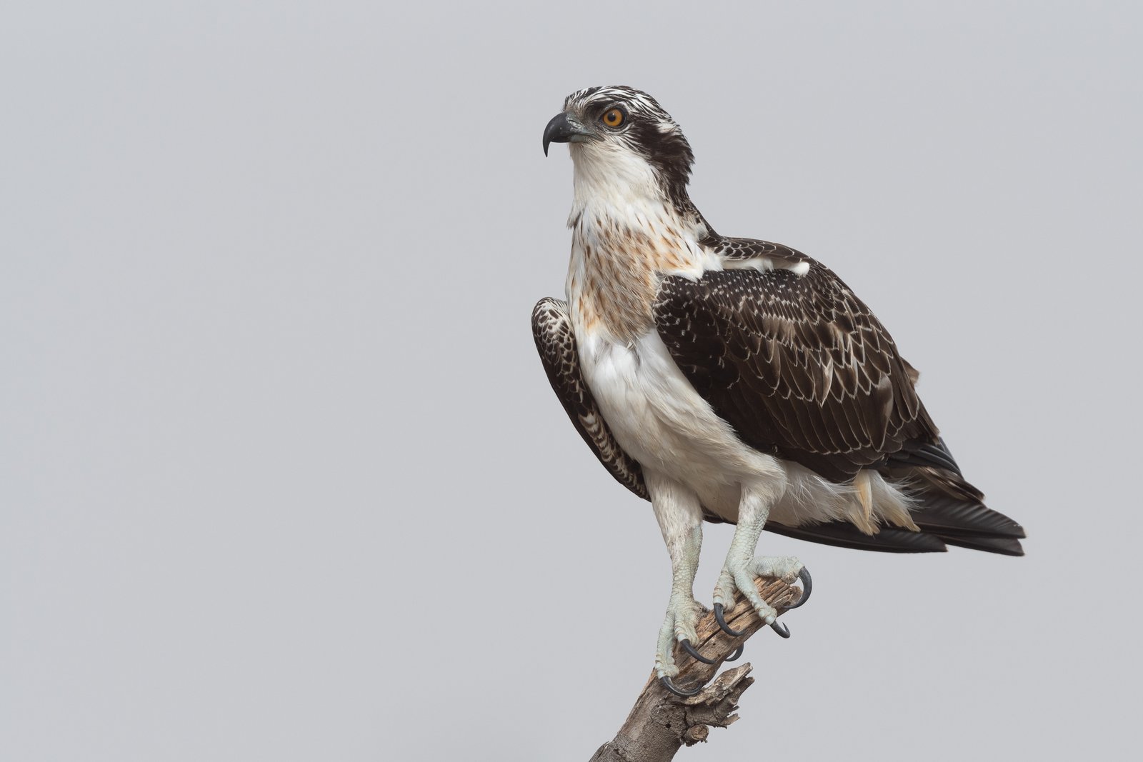 Visarend (Pandion haliaetus)