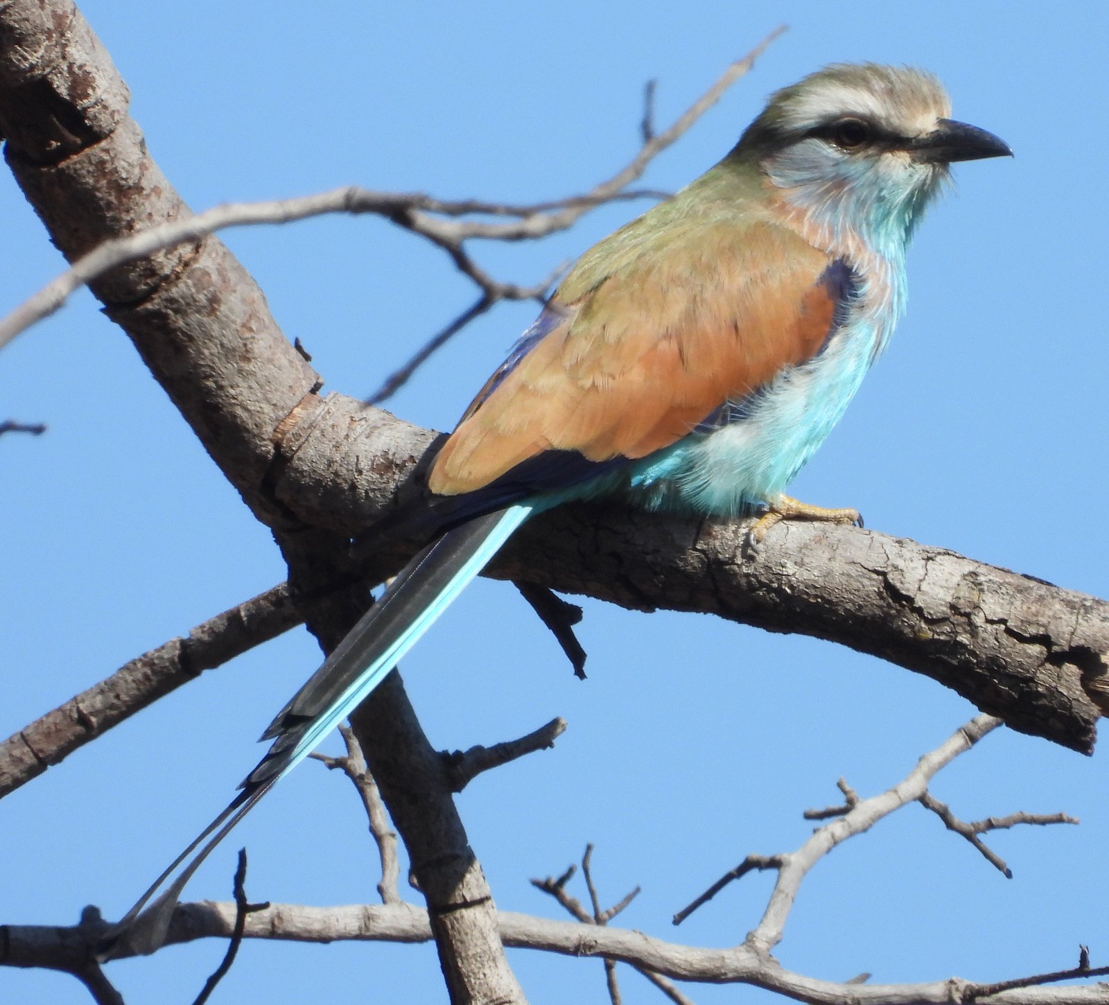 Vlagstaartscharrelaar (Coracias spatulatus)