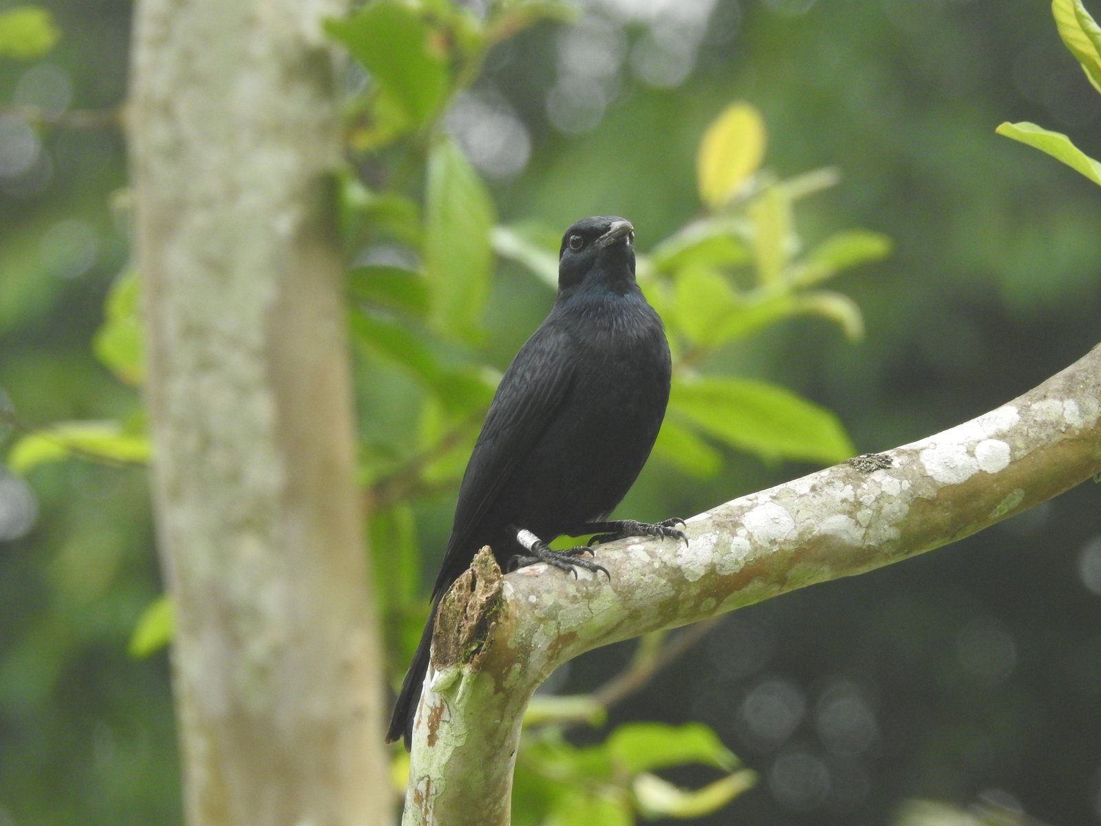 Wallers spreeuw (Onychognathus walleri)