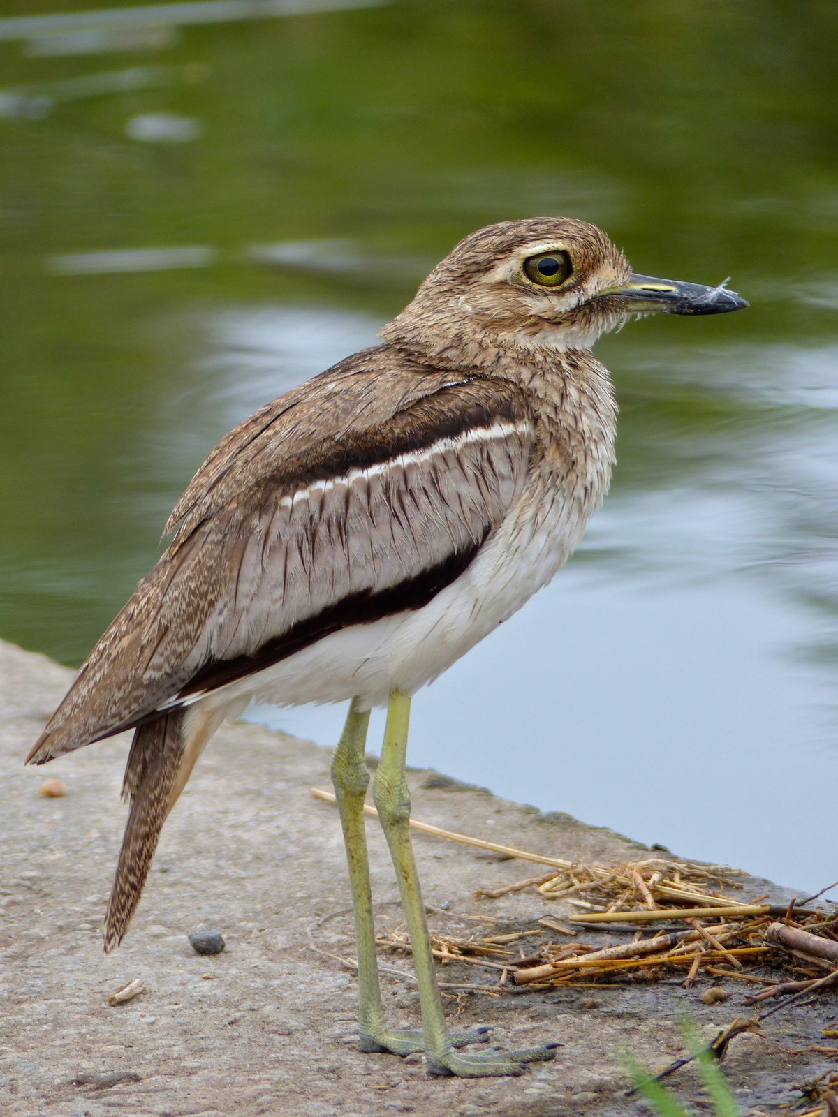 Watergriel (Burhinus vermiculatus)