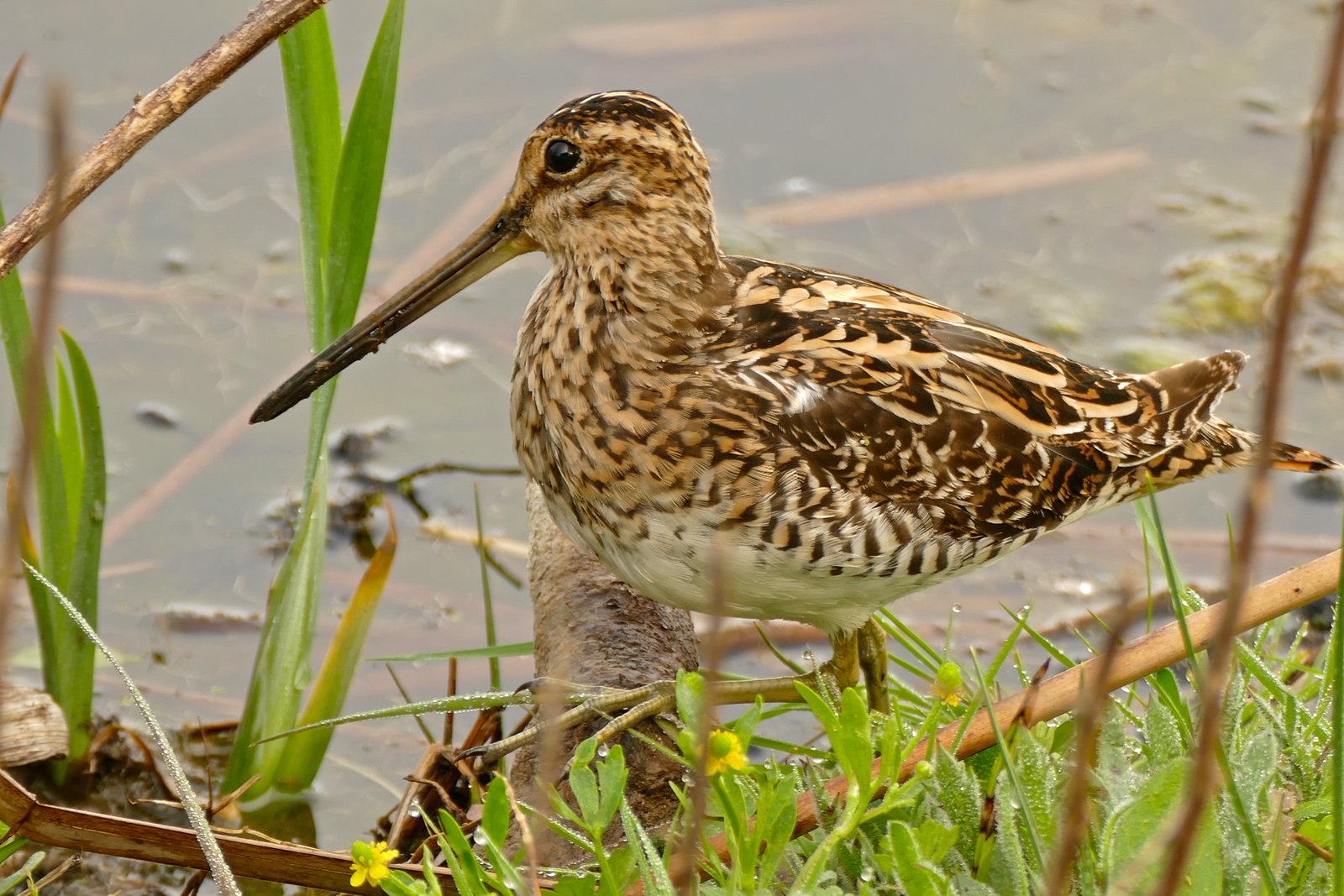 Watersnip (Gallinago gallinago)