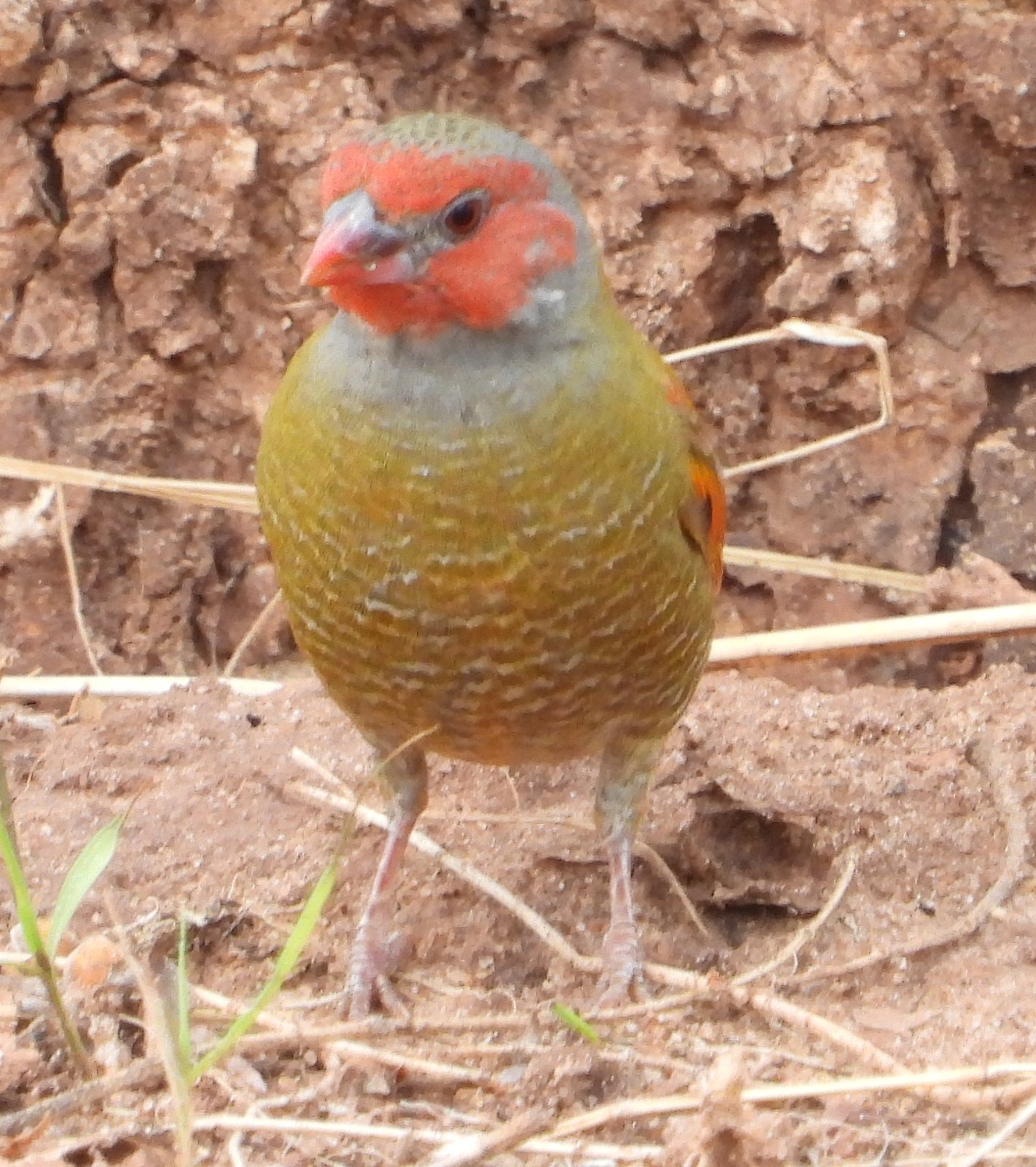 Wenerastrild (Pytilia afra)
