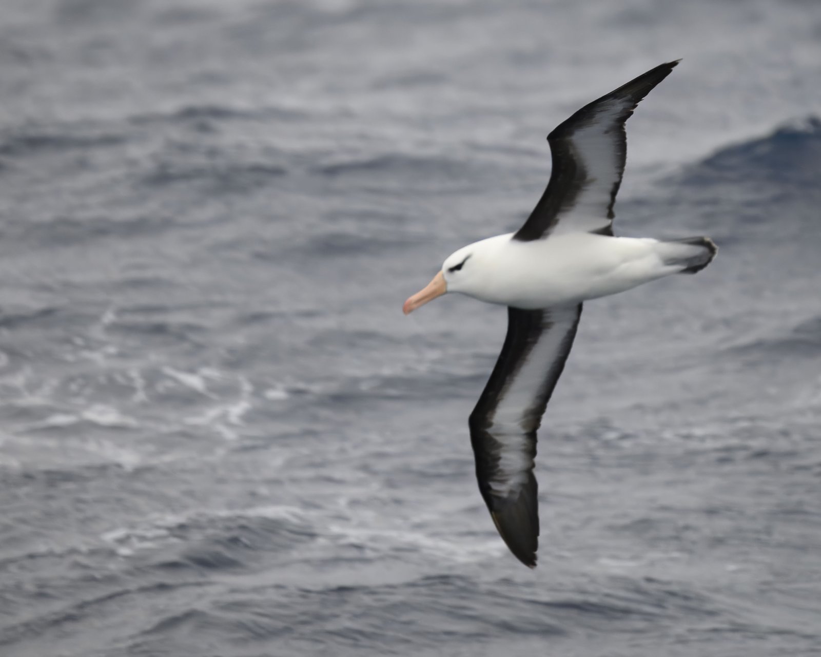 Wenkbrauwalbatros (Thalassarche melanophris)