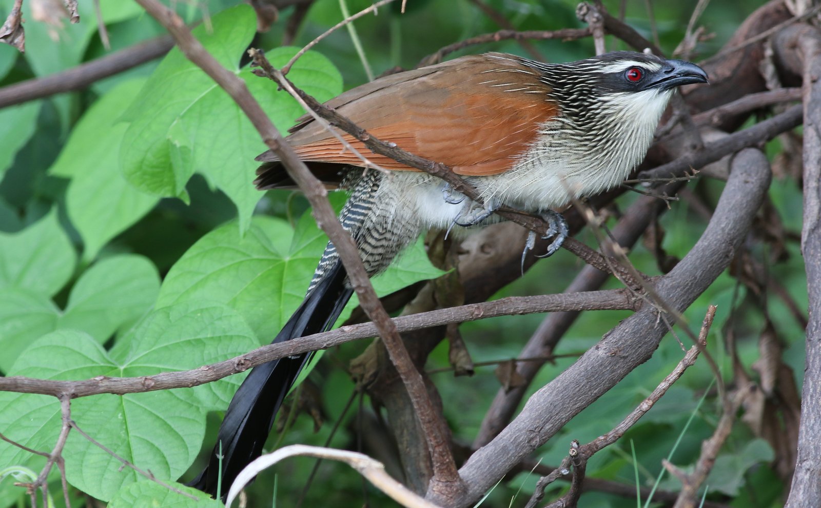 Wenkbrauwspoorkoekoek (Centropus superciliosus)