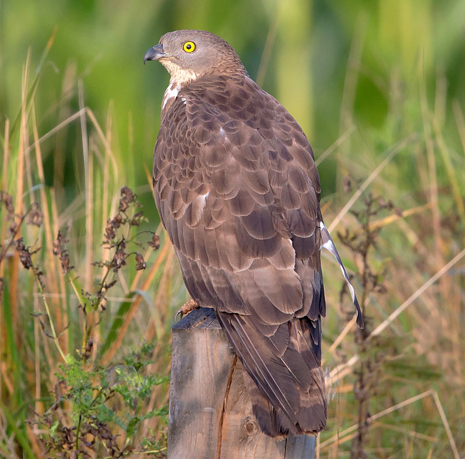 Wespendief (Pernis apivorus)