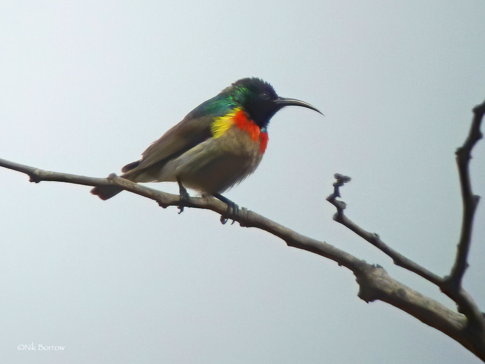Westelijke miombohoningzuiger (Cinnyris gertrudis)