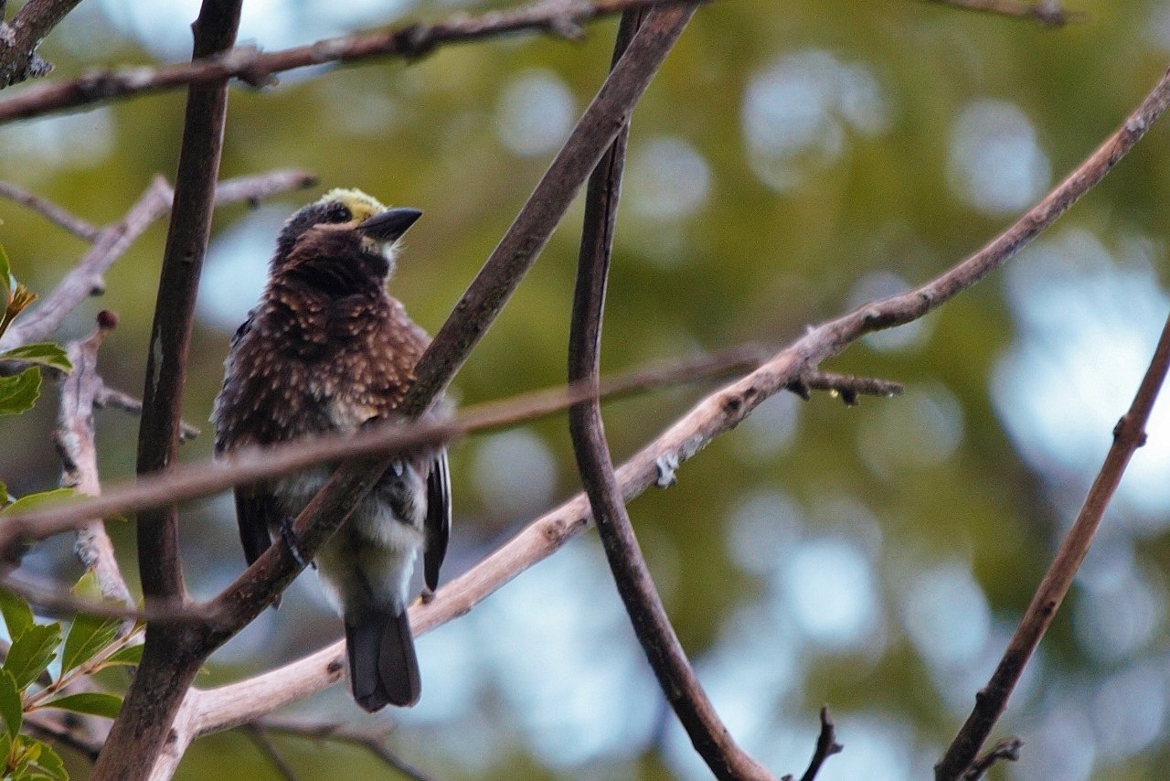 Whytes baardvogel (Stactolaema whytii)