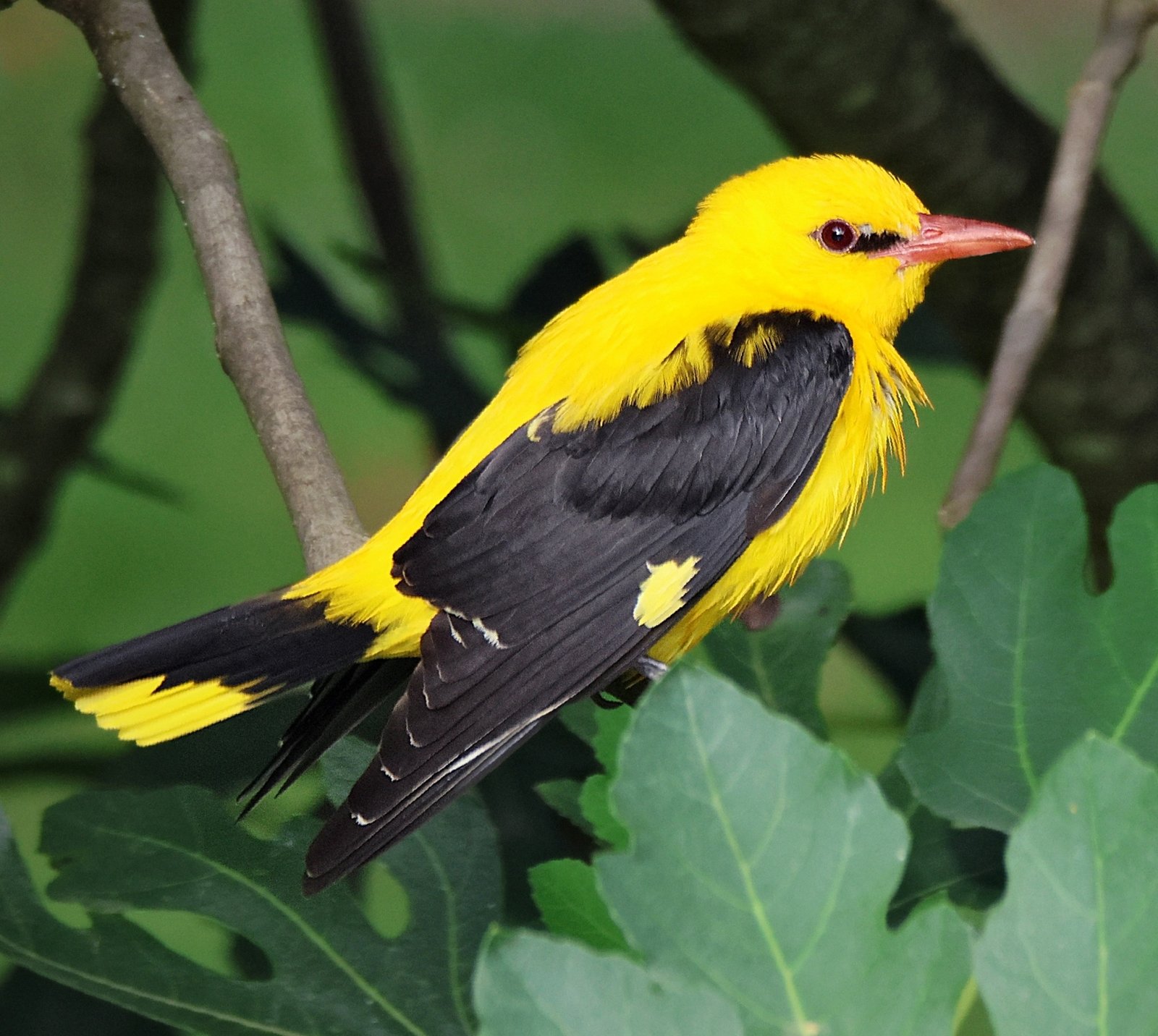 Wielewaal (Oriolus oriolus)