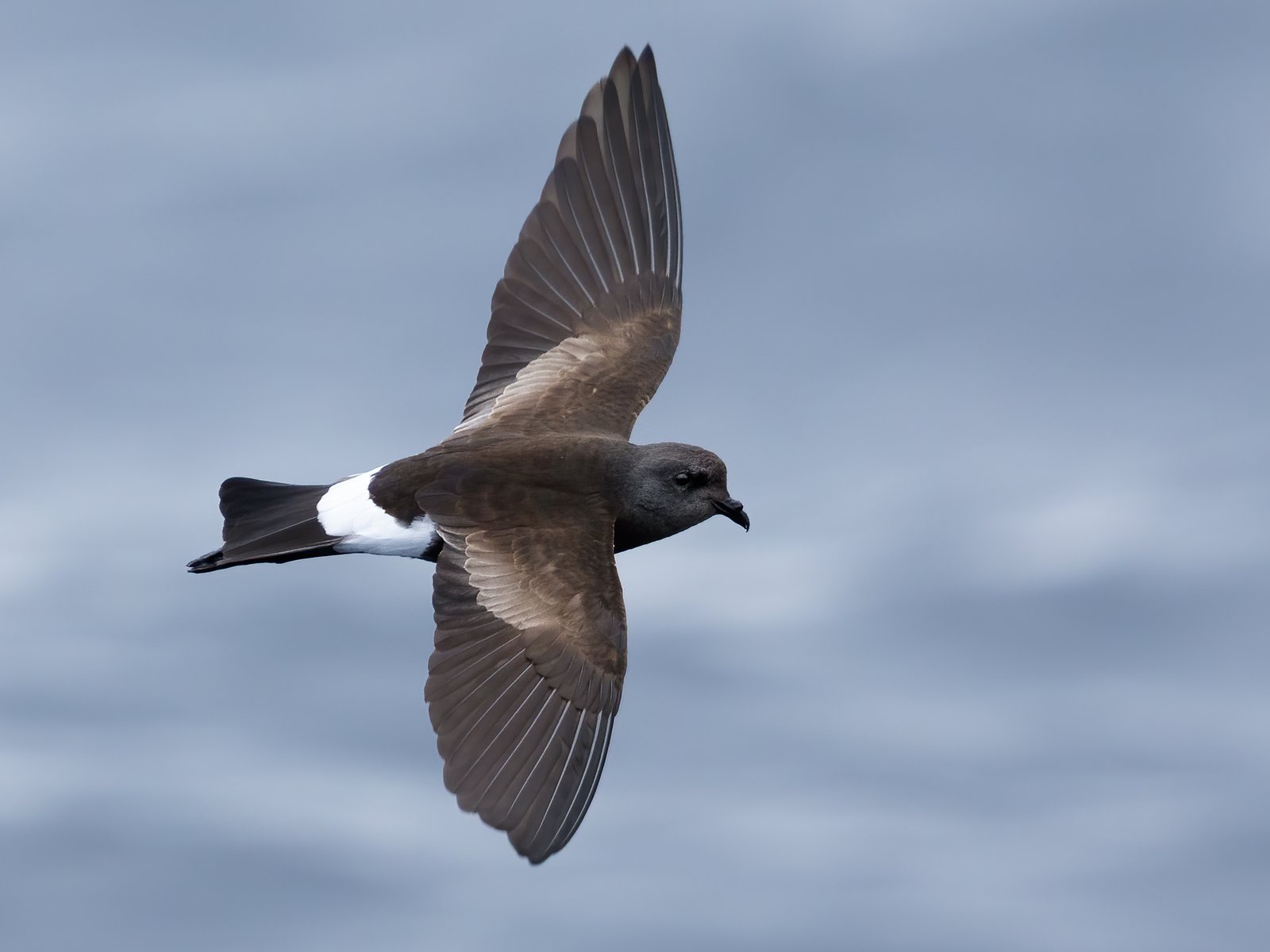 Wilsons stormvogeltje (Oceanites oceanicus)