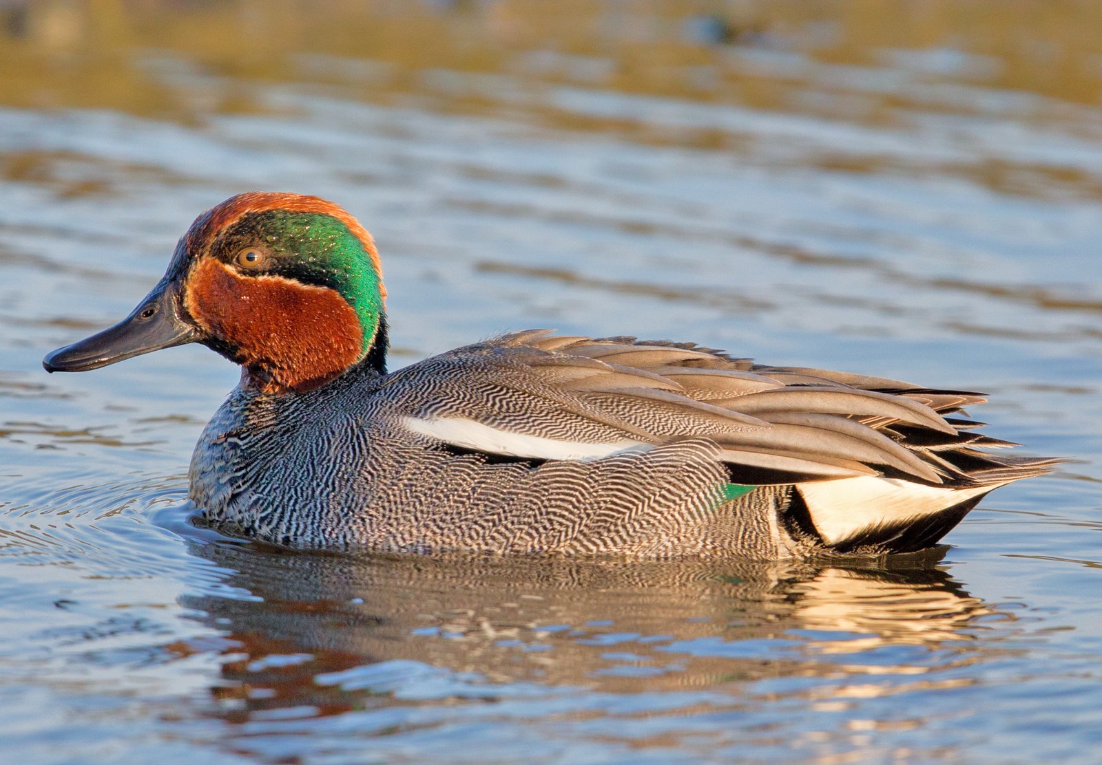 Wintertaling (Anas crecca)