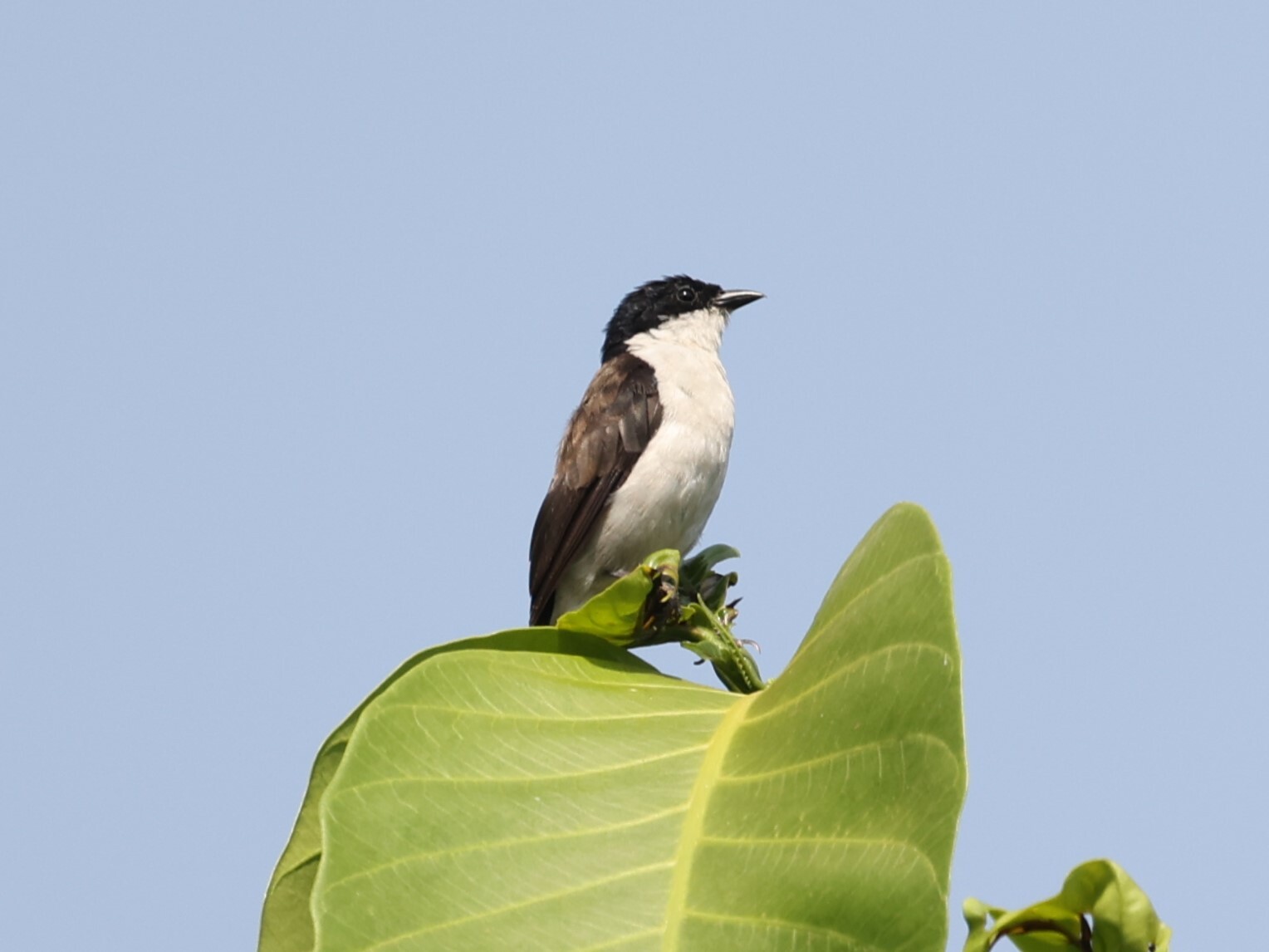 Witborstnigrita (Nigrita fusconotus)