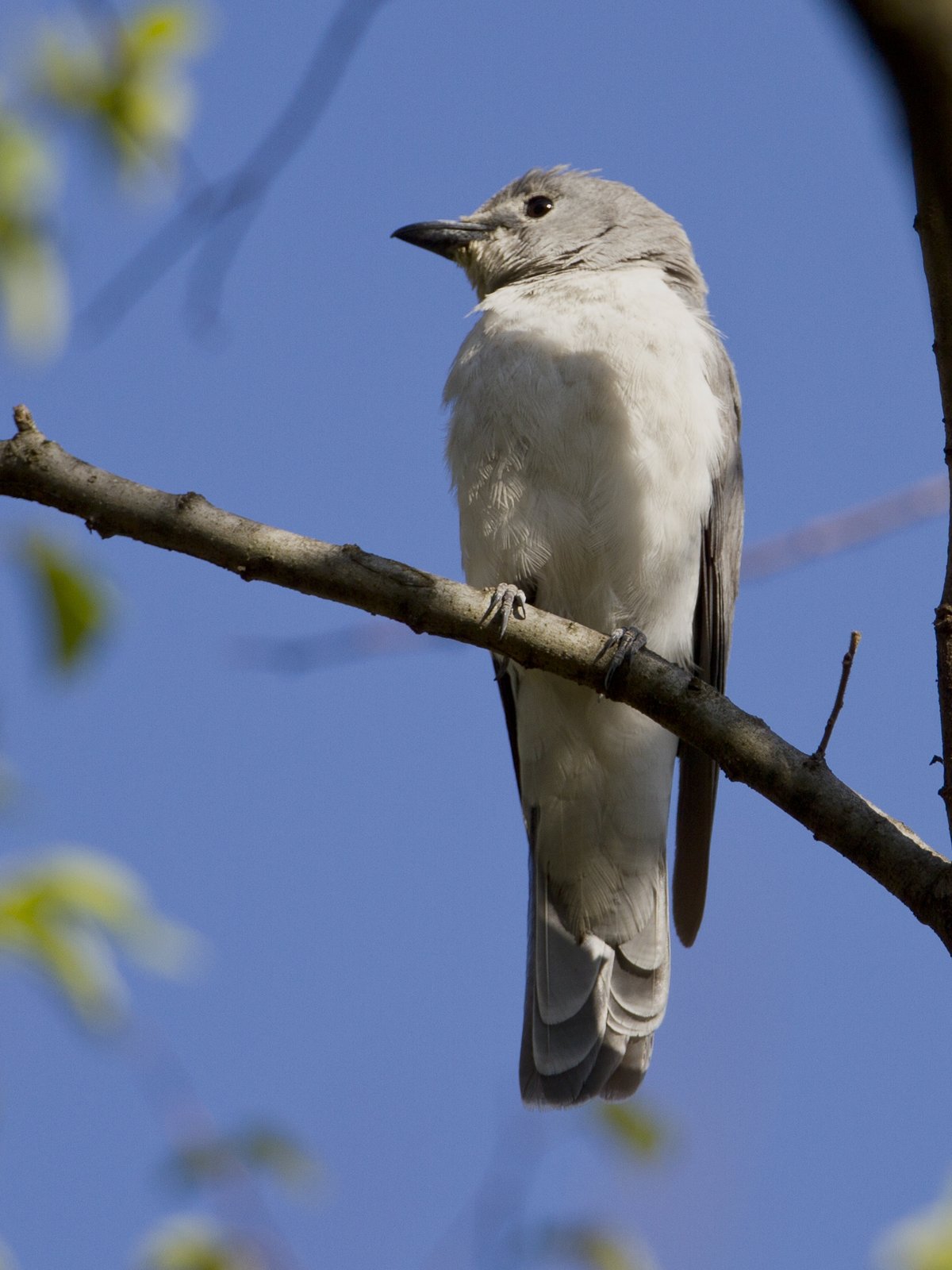 Witborstrupsvogel (Ceblepyris pectoralis)