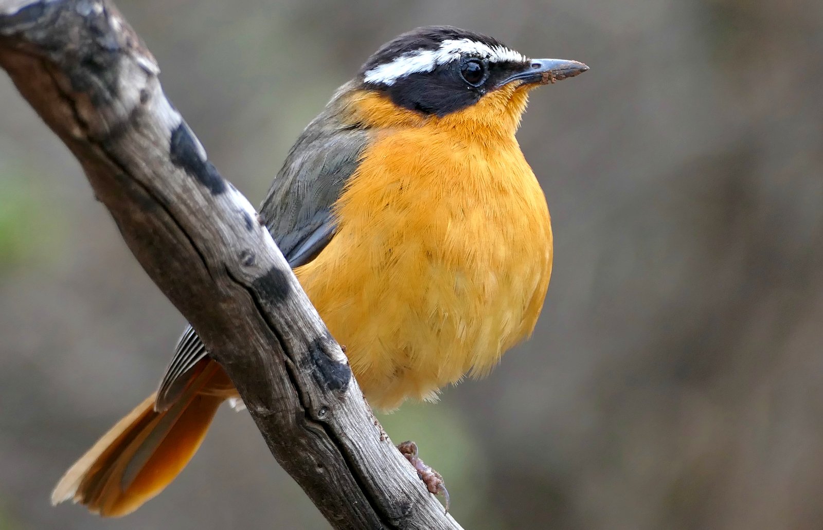 Witbrauwlawaaimaker (Cossypha heuglini)