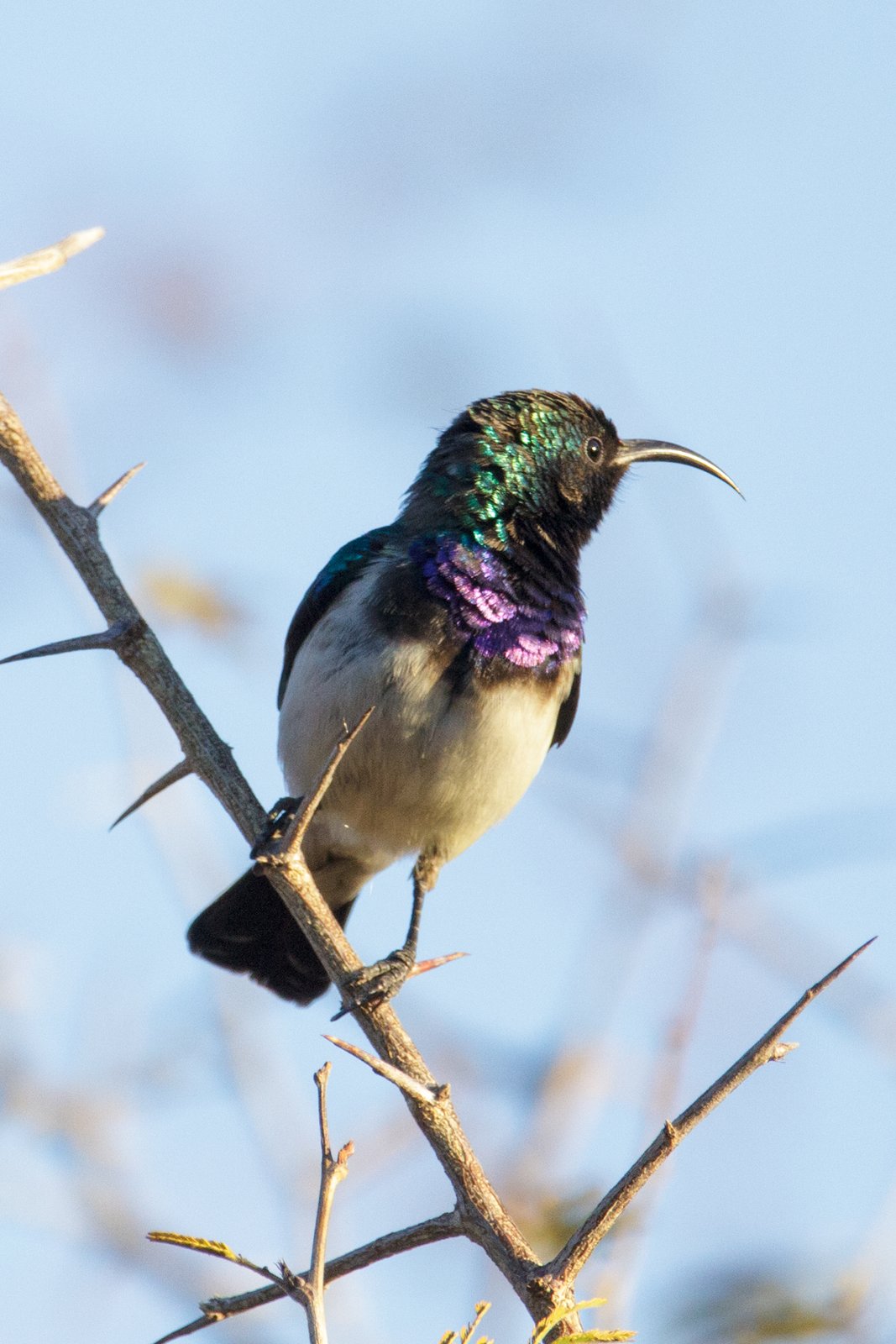 Witbuikhoningzuiger (Cinnyris talatala)