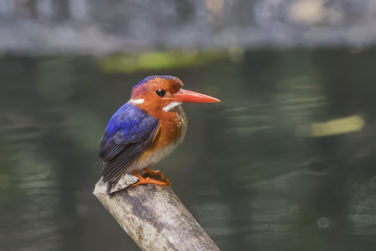 Witbuikijsvogel (Corythornis leucogaster)
