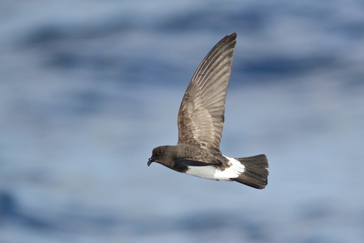 Witbuikstormvogeltje (Fregetta grallaria)