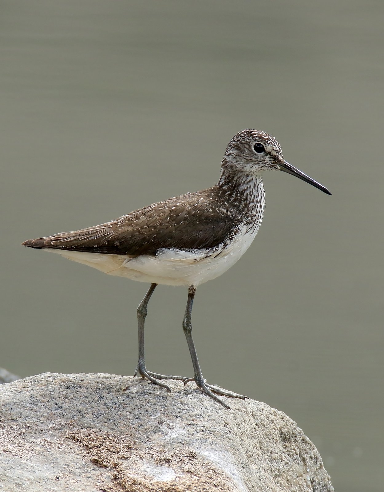 Witgat (Tringa ochropus)